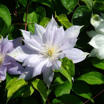 Clematis x 'Duchess of Edinburgh' (white)