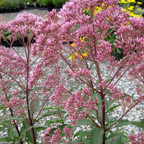 Eupatorium dubium 'Baby Joe' PP23182