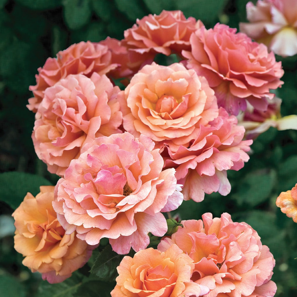 Rosa flor. 'Easy Does It' ™ PP9161 (salmon)