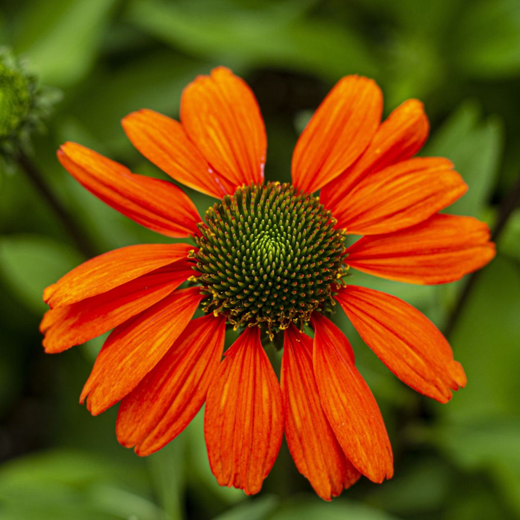 Echinacea KISMET® Intense Orange PP28769 (orange)
