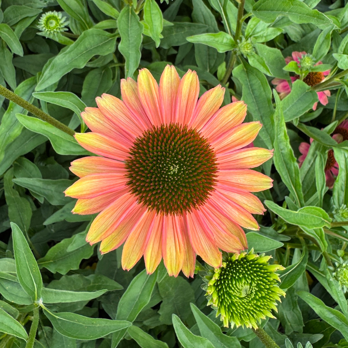 Echinacea KISMET® Pink Lemonade PPAF