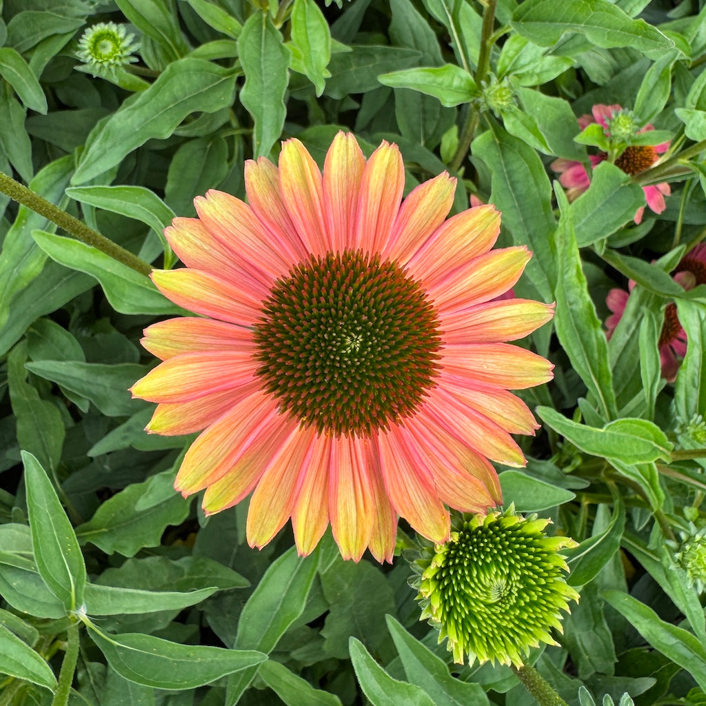 Echinacea KISMET® Pink Lemonade PPAF