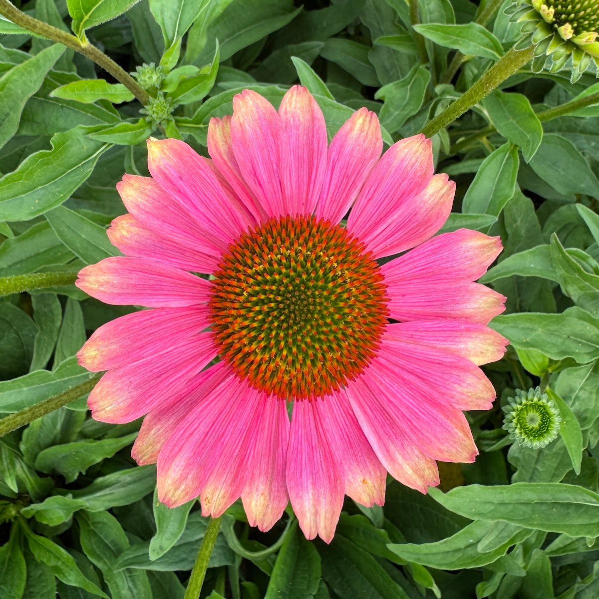 Echinacea KISMET® Pink Lemonade PPAF
