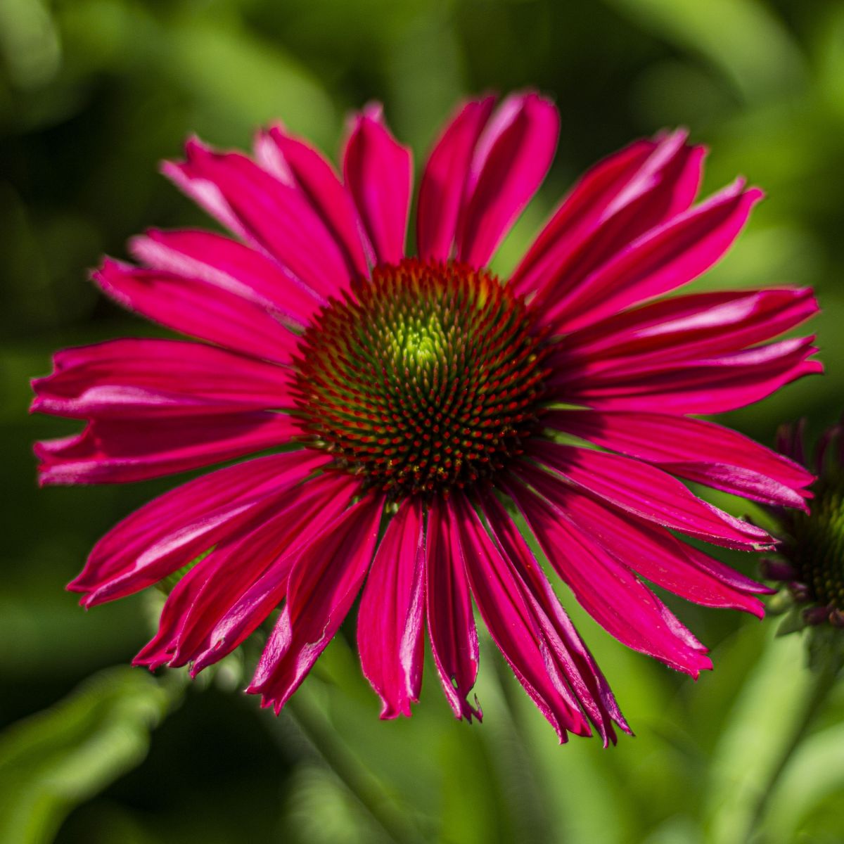 Echinacea KISMET® 'Raspberry' PP28768 (pink)