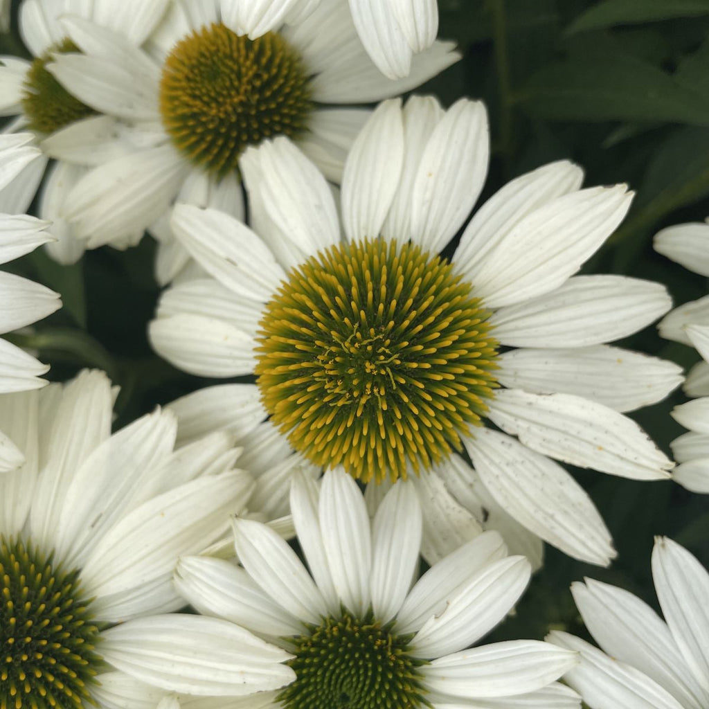 Echinacea KISMET® White PPAF (white)