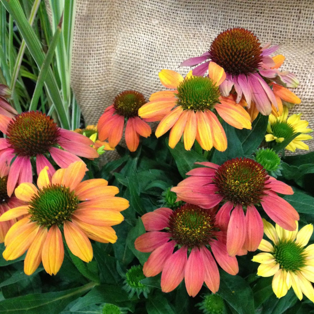 Echinacea p. SOMBRERO® 'Hot Coral' PP23097 (coral)