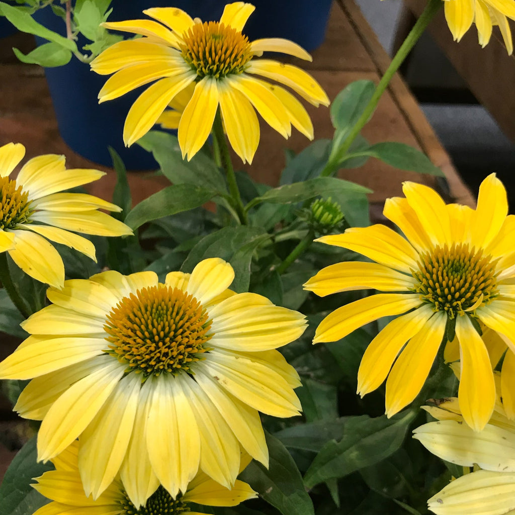 Echinacea p. SOMBRERO® 'Summer Solstice' PP31818 (multi-color)