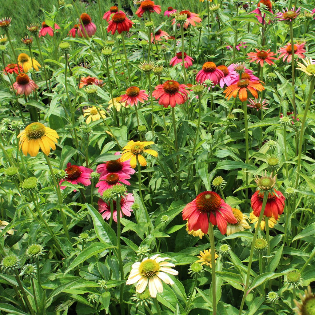 Echinacea 'Cheyenne Spirit' PPAF (multi-color)