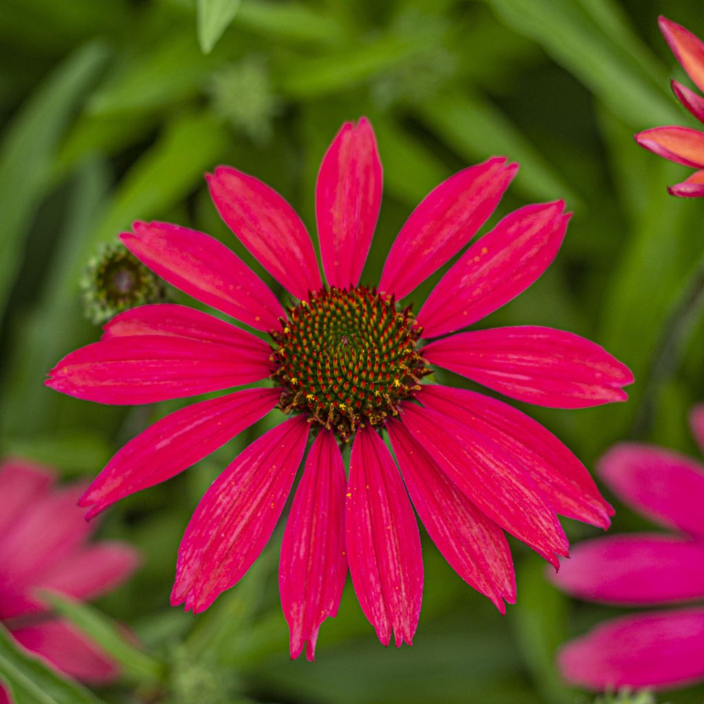 Echinacea 'Glowing Dream' PPAF (magenta)