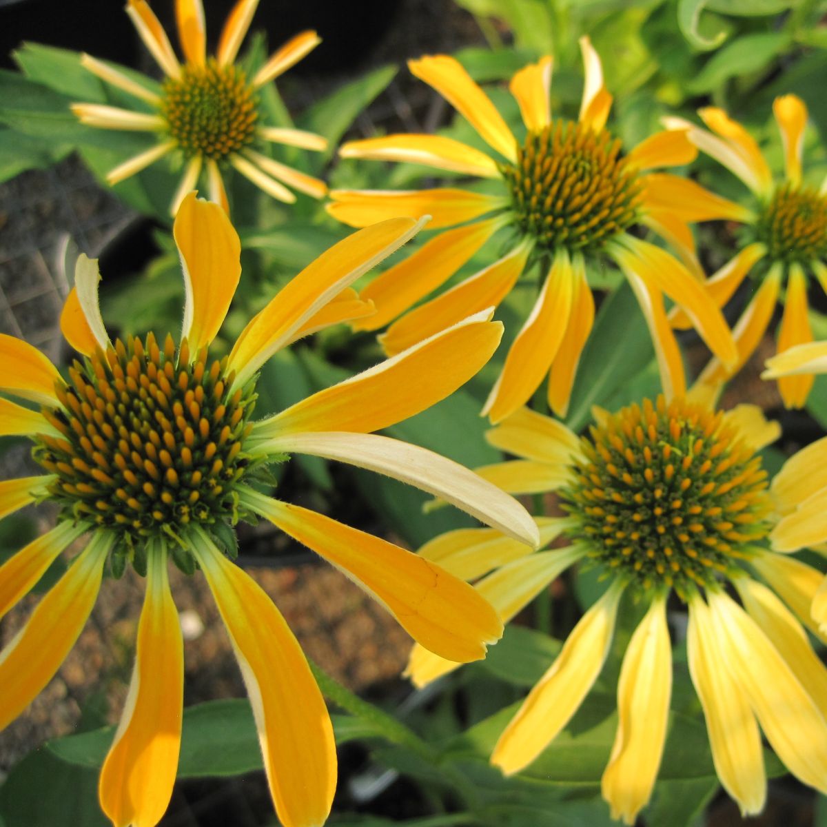 Echinacea p. BUTTERFLY™ Golden Skipper PP28523 (yellow)