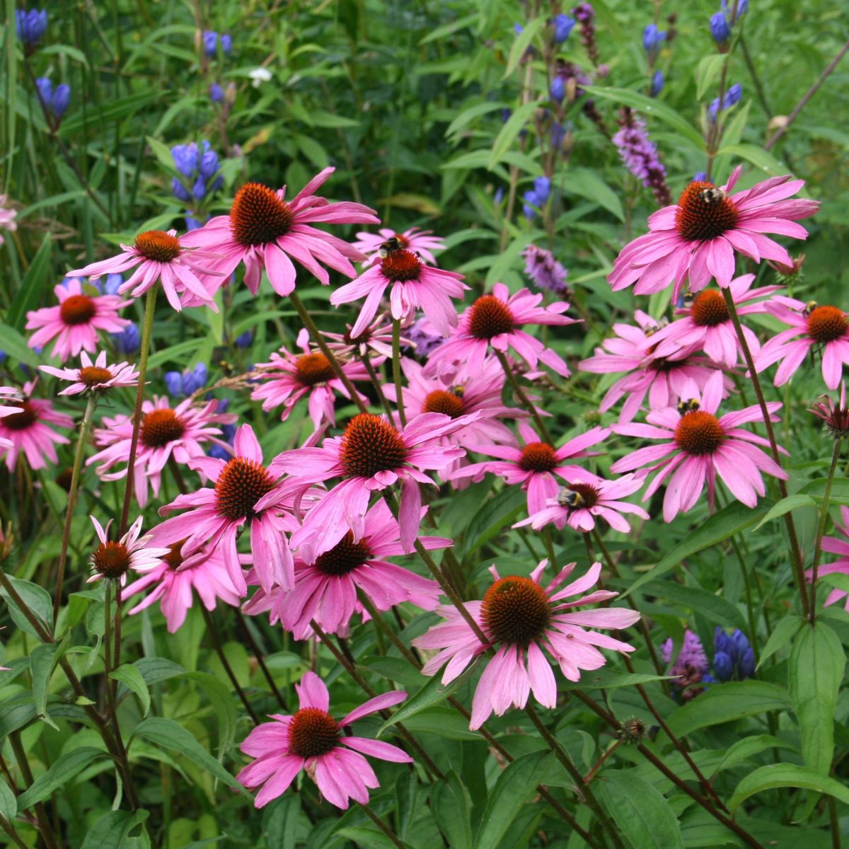 Echinacea p. 'Magnus' (pink)