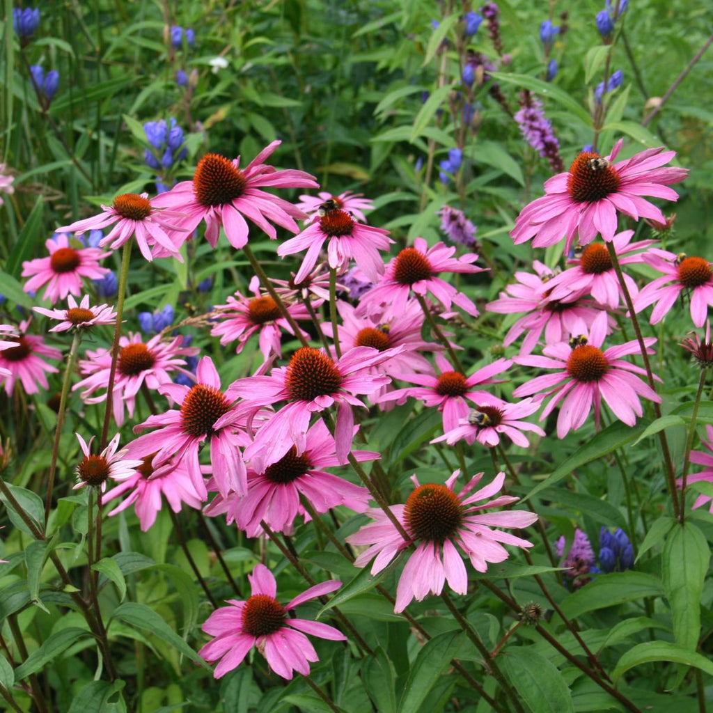 Echinacea p. 'Magnus Superior' (pink)