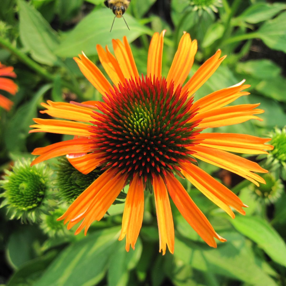 Echinacea p. BUTTERFLY™ 'Orange Skipper' (orange)