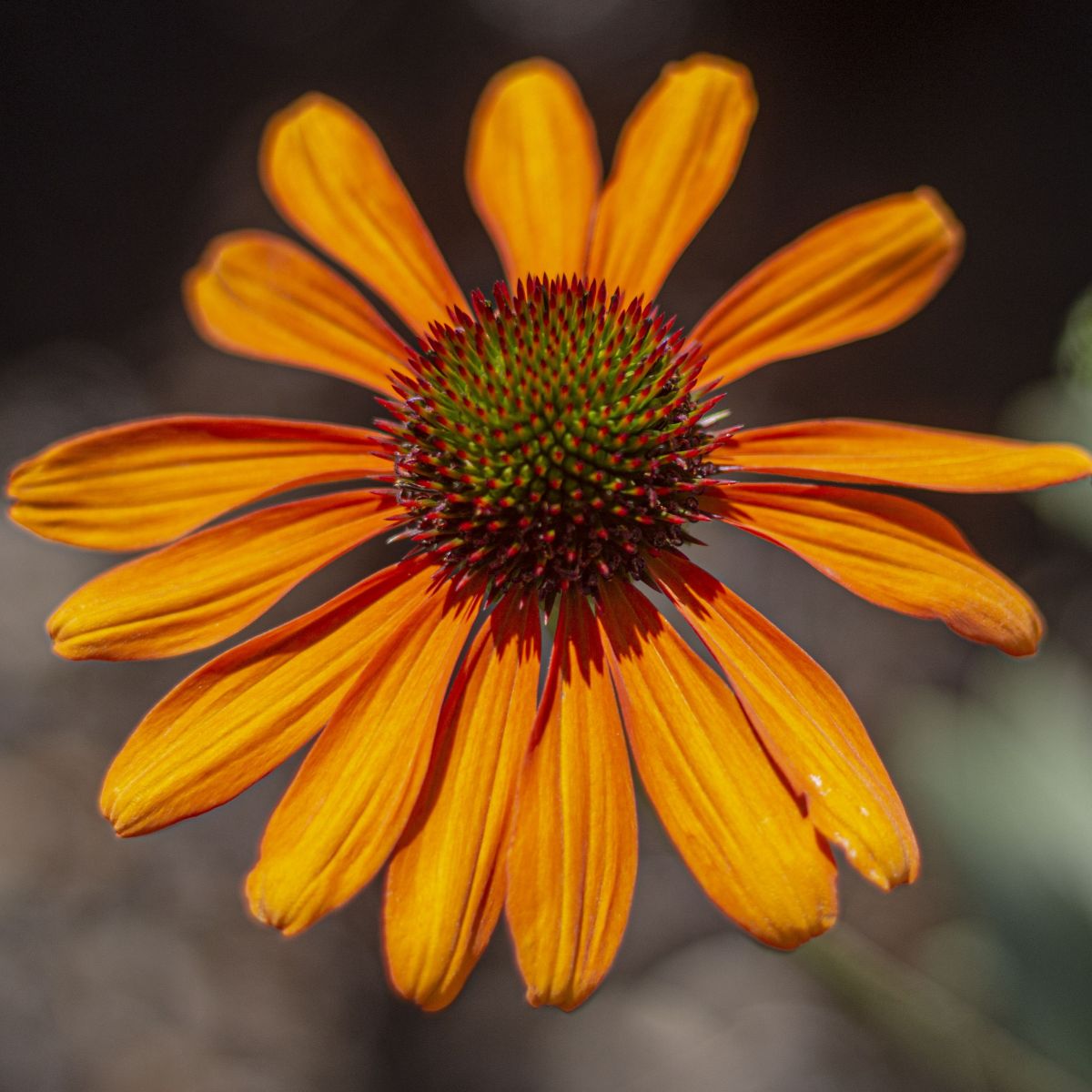 Echinacea 'Tiki Torch' PP18839 (orange)