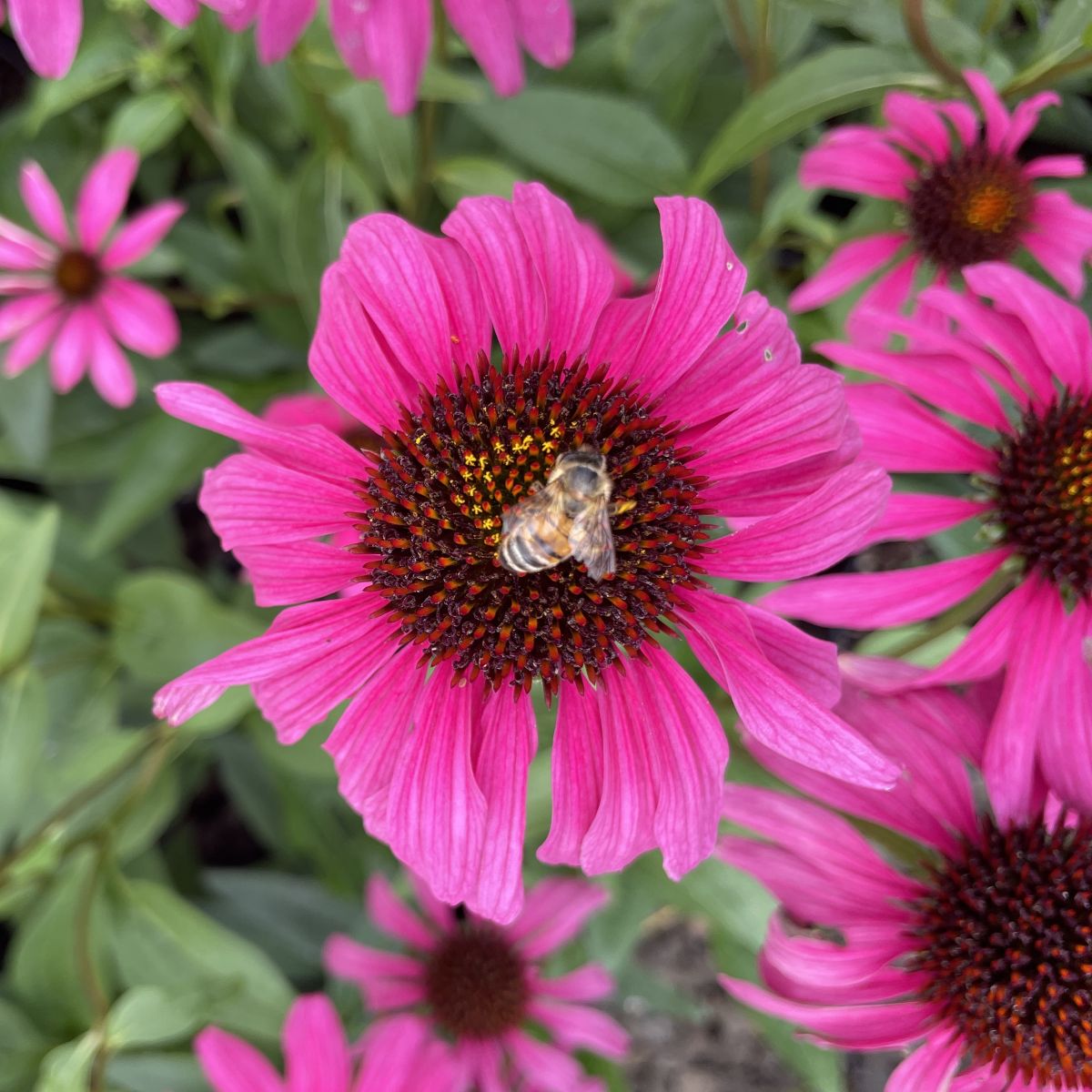 Echinacea p. BUTTERFLY™ 'Purple Emperor' PP24459 (purple)