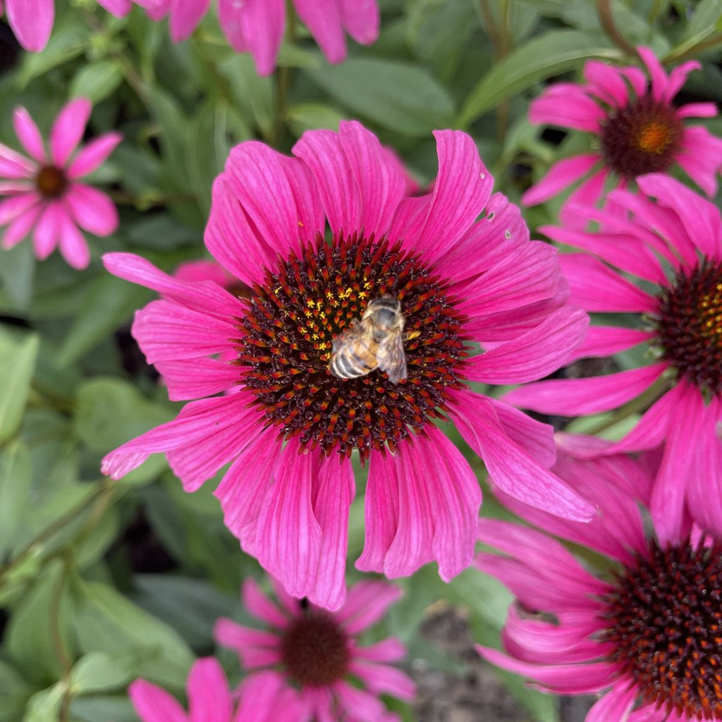 Echinacea p. BUTTERFLY™ 'Purple Emperor' PP24459 (purple)