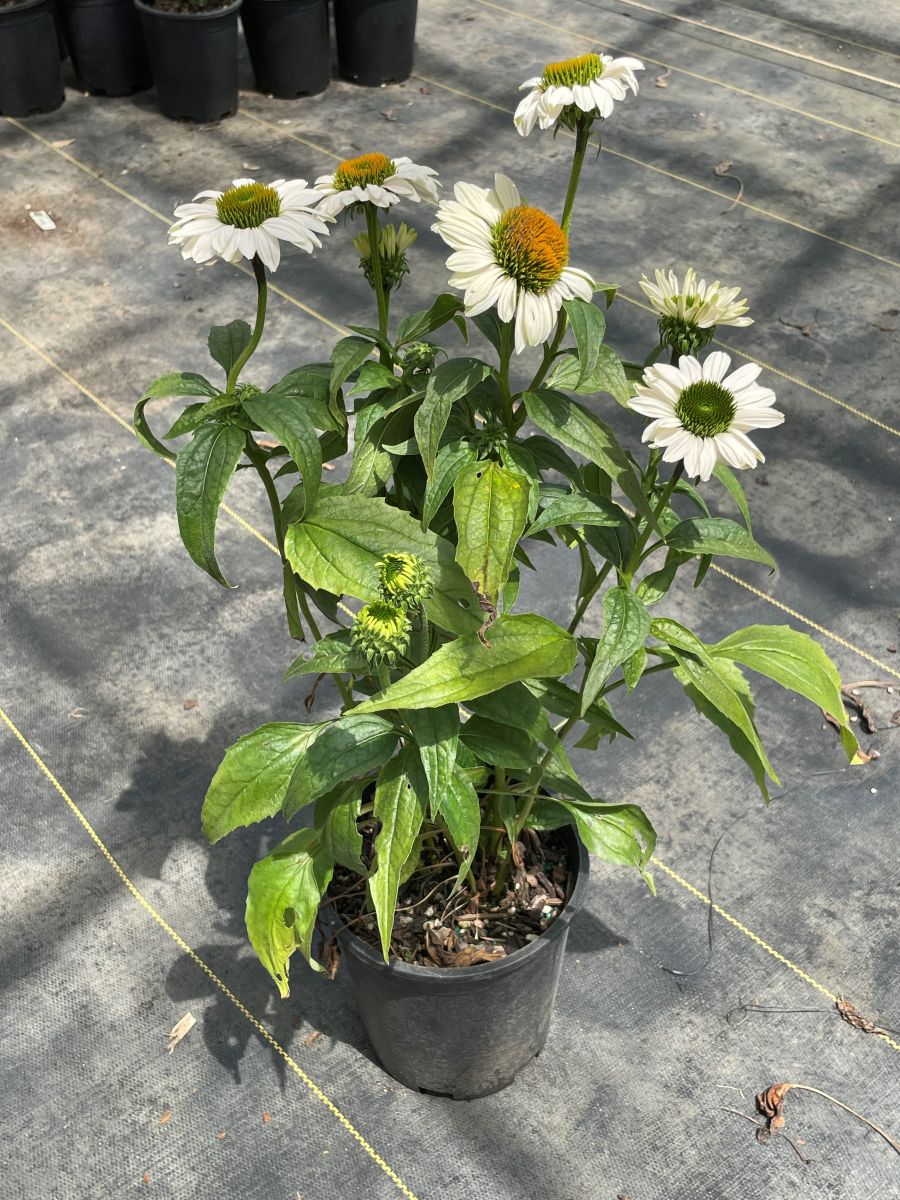 Echinacea p. PRAIRIE PILLARS™ 'Fragrant Angel' PP16054 (white)