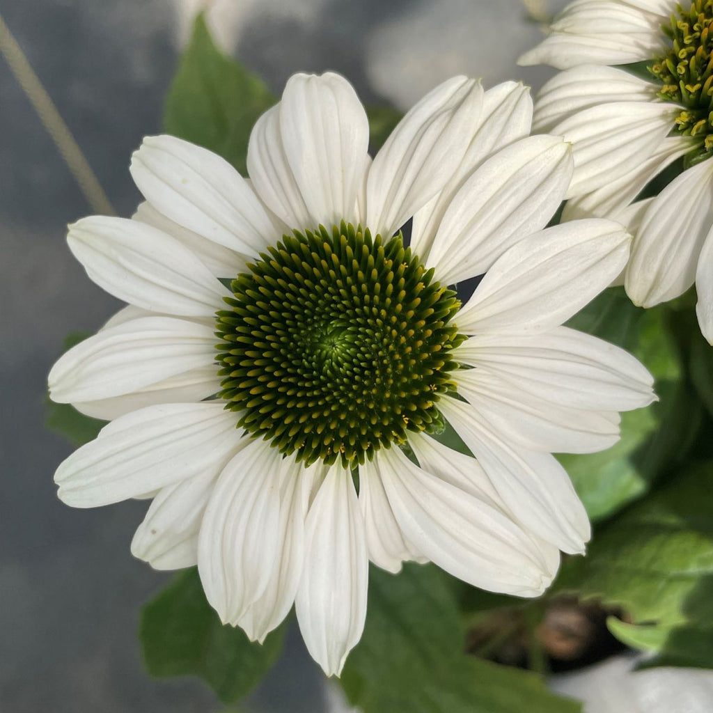 Echinacea p. PRAIRIE PILLARS™ 'Fragrant Angel' PP16054 (white)