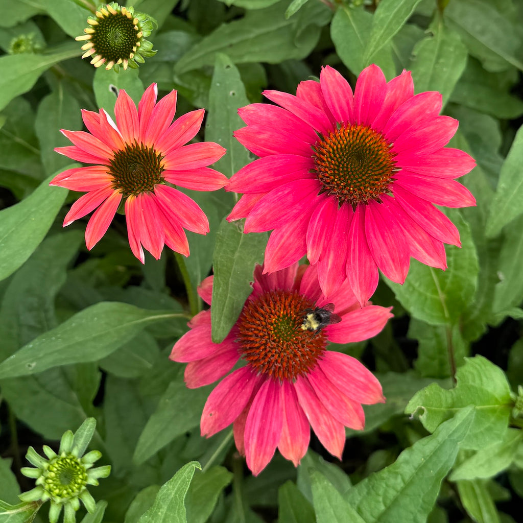 Echinacea p. SOMBRERO® 'Baja Burgundy' #USPP (magenta)