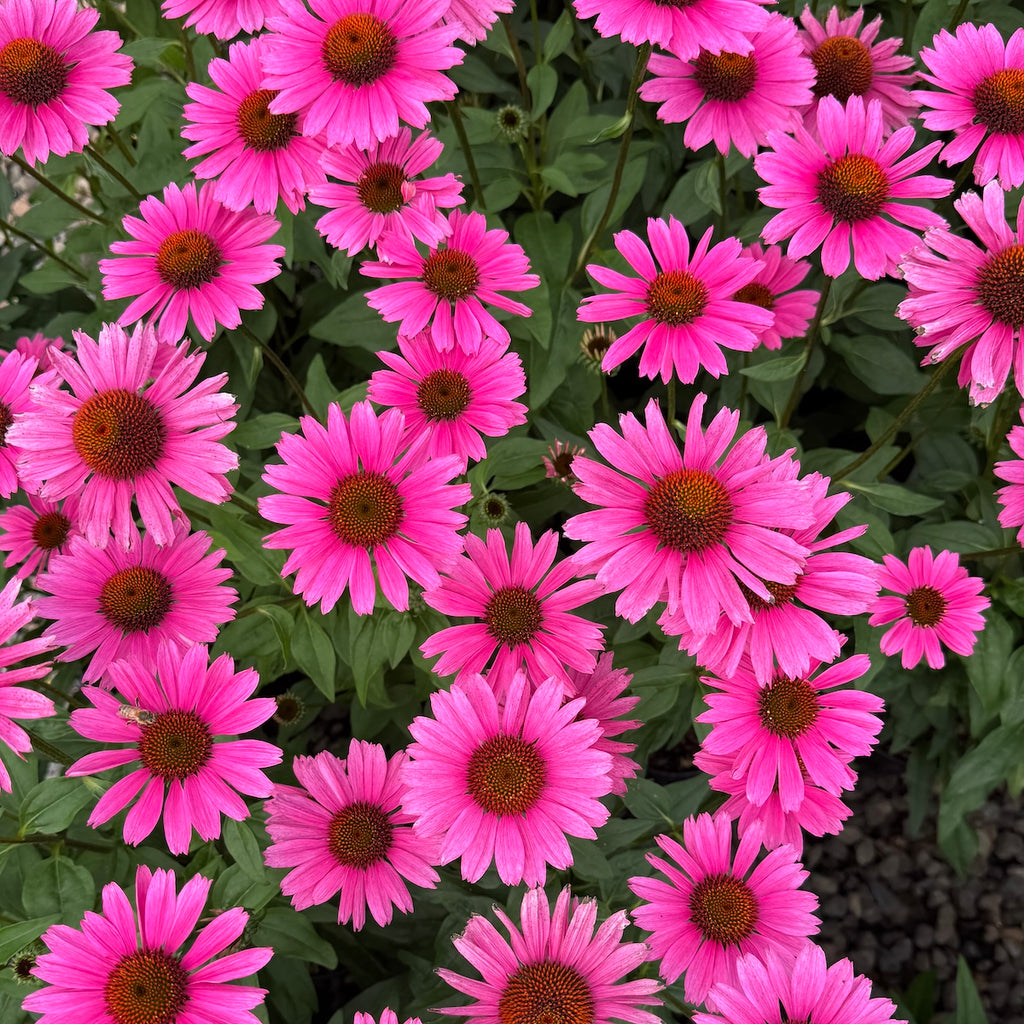 Echinacea p. SOMBRERO® 'Rosada' PP