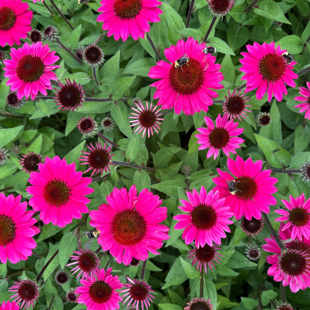 Echinacea p. Sombrero™ 'Fuchsia Fandango' PPAF