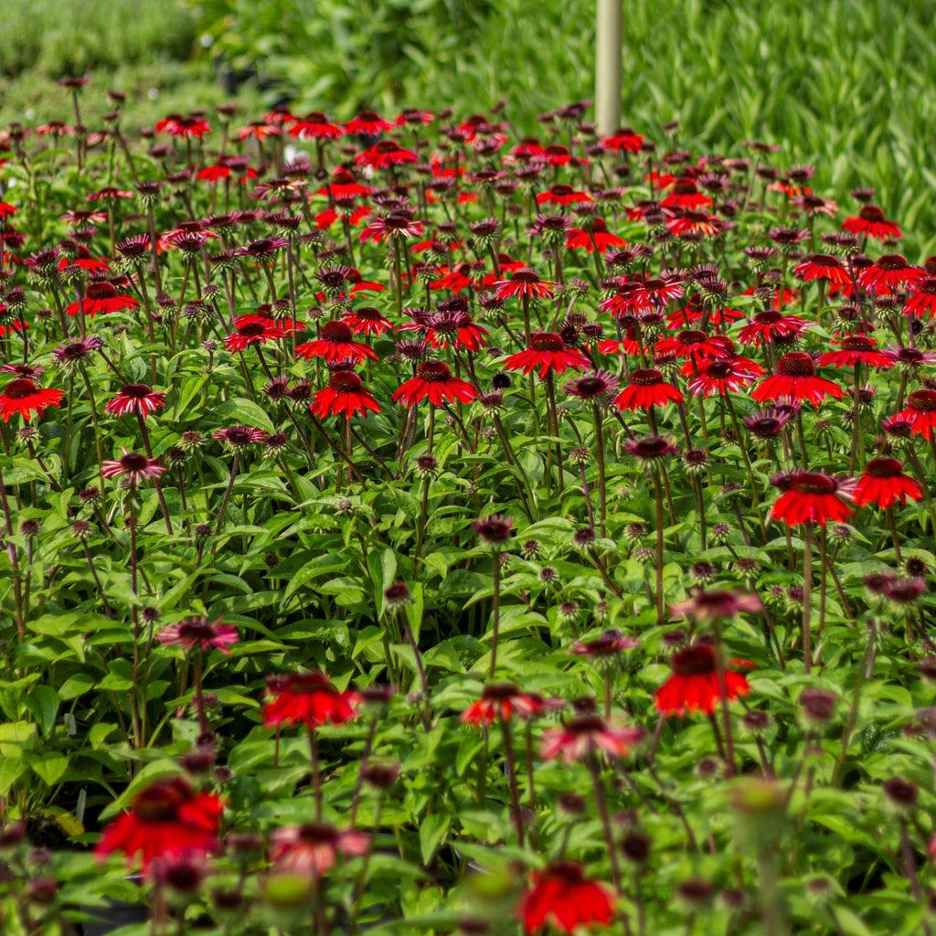 Echinacea p. SOMBRERO® 'Sangrita' PP30138 (orange/red)