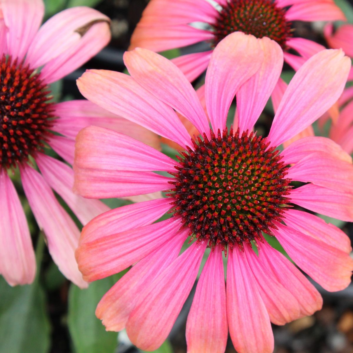 Echinacea p. BUTTERFLY™ 'Rainbow Marcella' (orange pink)
