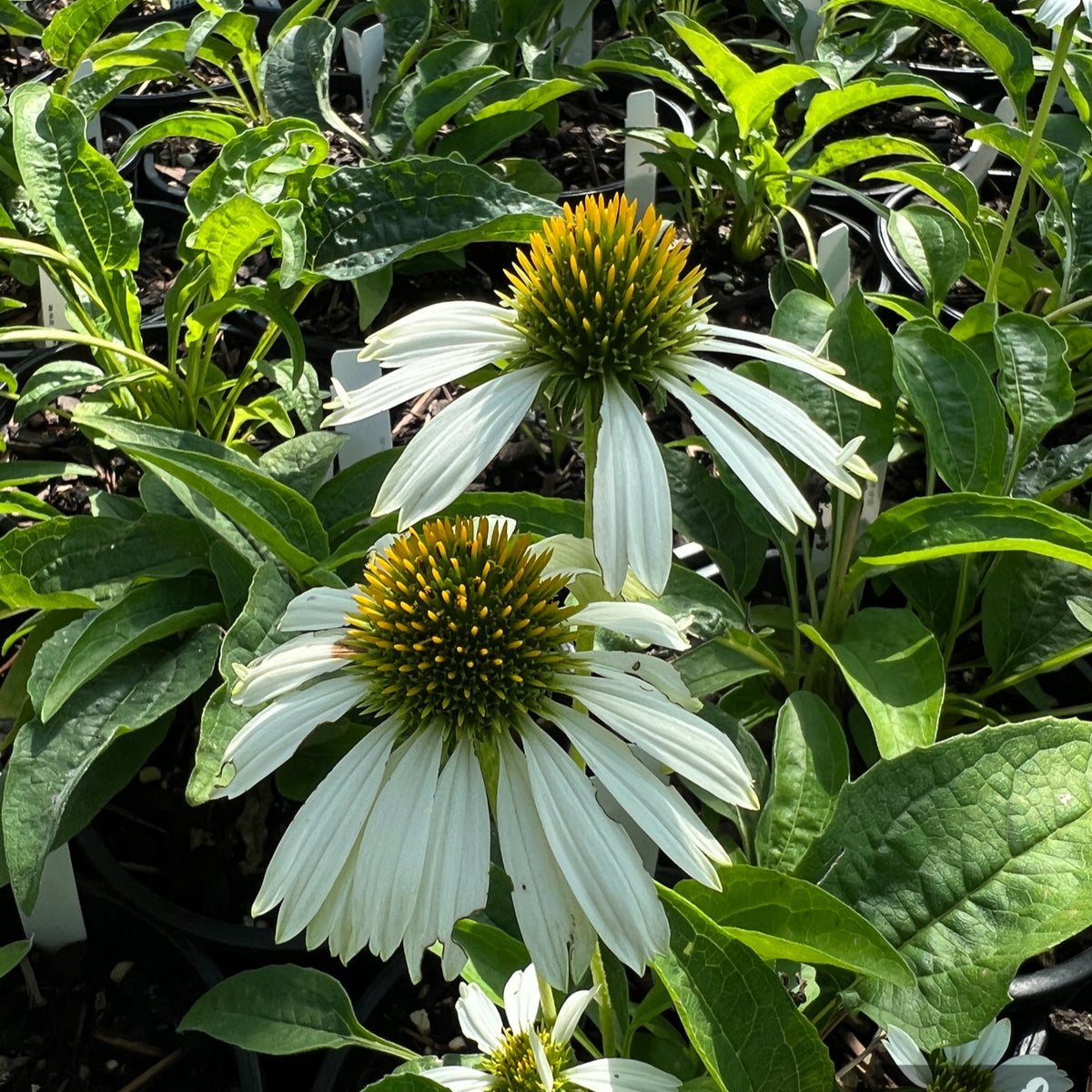 Echinacea p. 'Prairie Splendor Compact White'