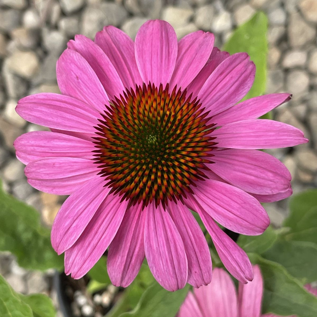 Echinacea p. 'Prairie Splendor' (pink)