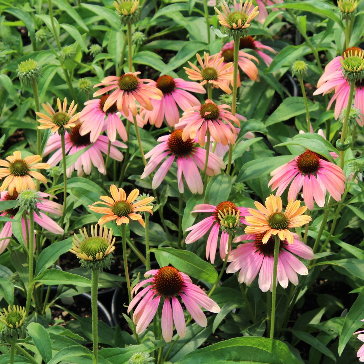 Echinacea p. BUTTERFLY™ 'Rainbow Marcella' (orange pink)