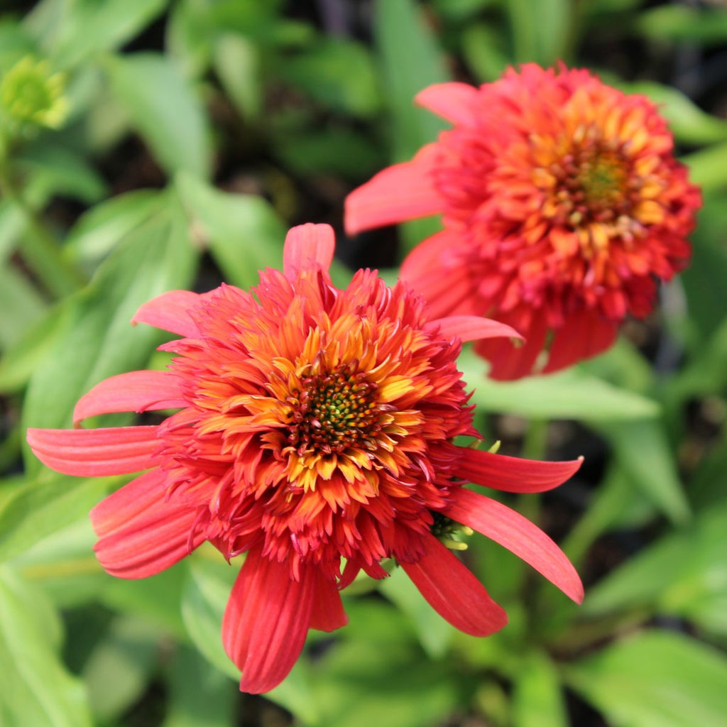 Echinacea p. CONE-FECTION™ 'Hot Papaya' PP21022 (red/orange)