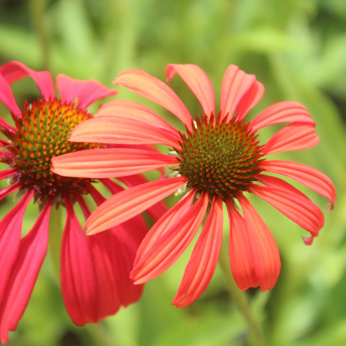 Echinacea 'Tomato Soup' PP19427 (red/orange)
