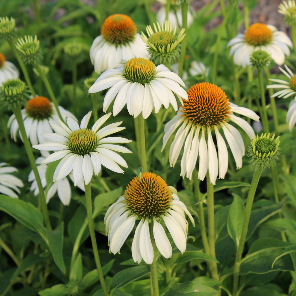 Echinacea p. 'White Swan' (white)