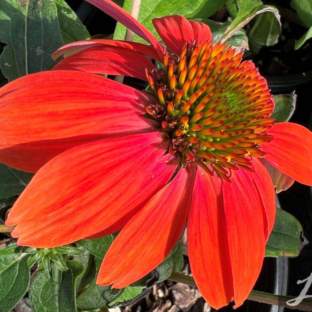 Echinacea x hybrida Artisan™ 'Red Ombre' (orange/red)