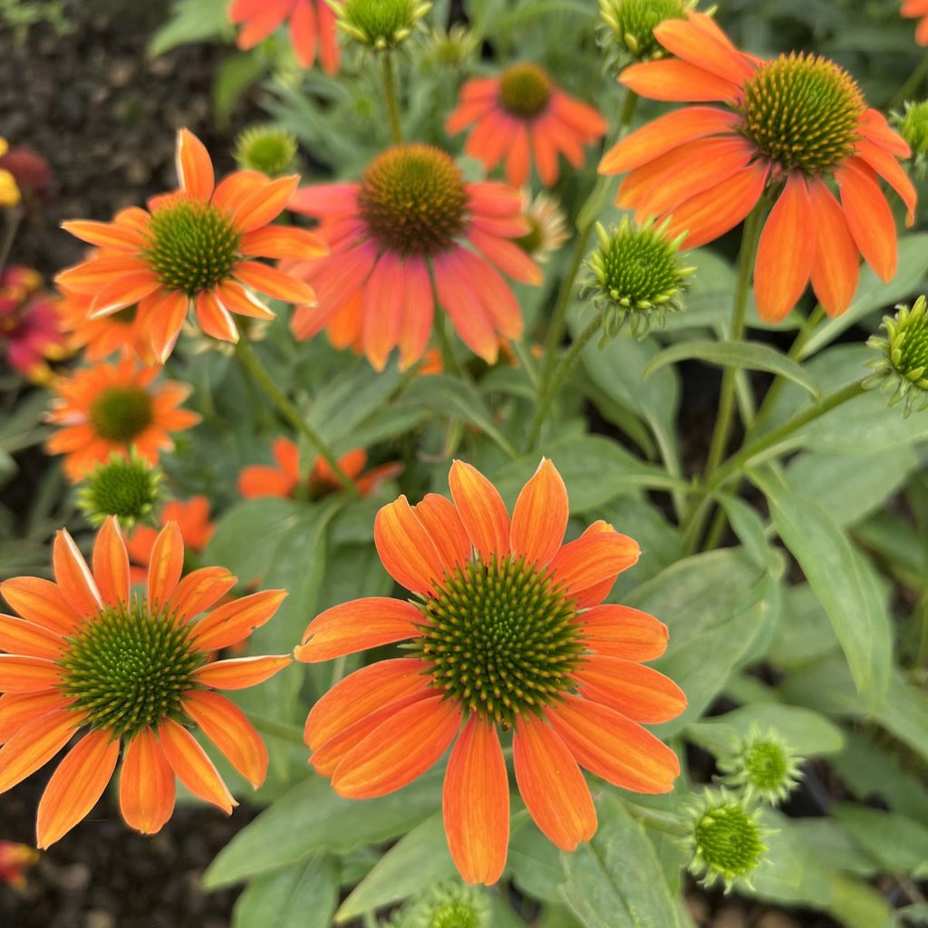 Echinacea Artisan 'Orange Soft'