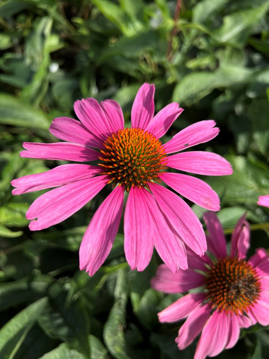 Echinacea p. 'Magnus' (pink)