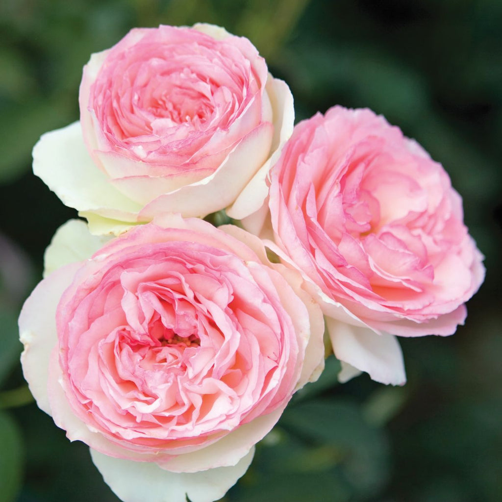 Rosa climb. EDEN CLIMBER® (cream/pink)