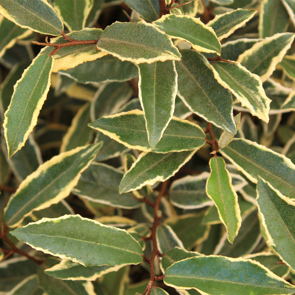 Elaeagnus p. 'Hosoba Fukurin'