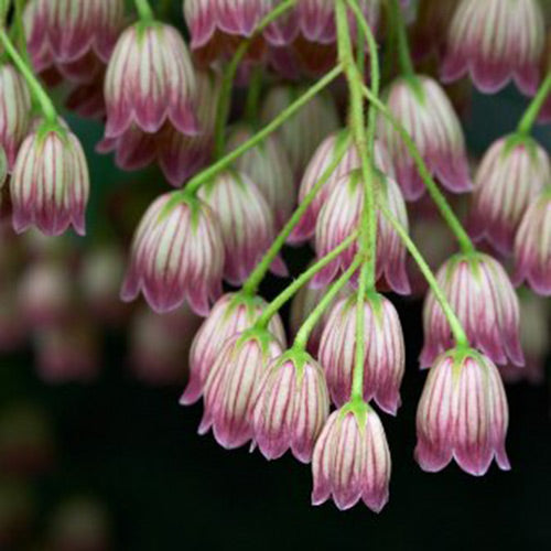 Enkianthus campanulatus