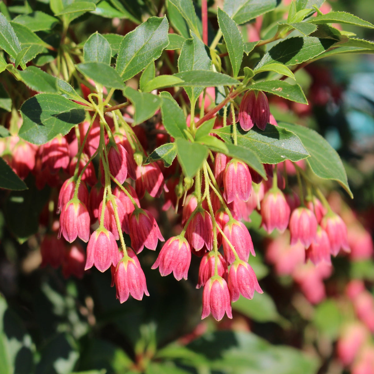 Enkianthus camp. 'Showy Lantern'