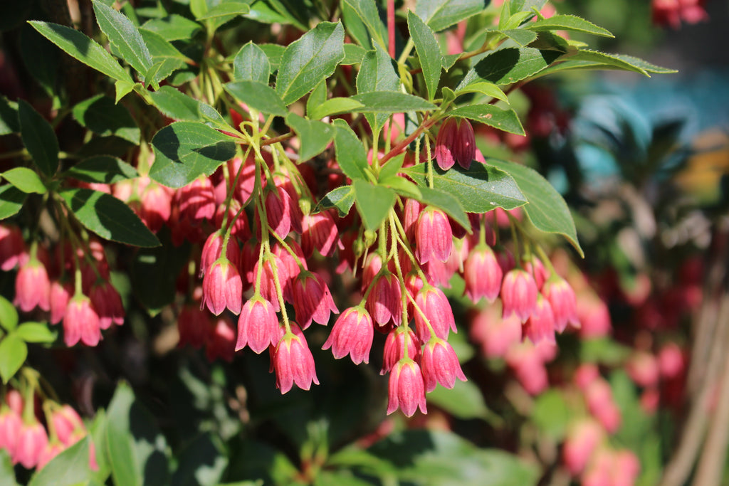 Enkianthus camp. 'Showy Lantern'