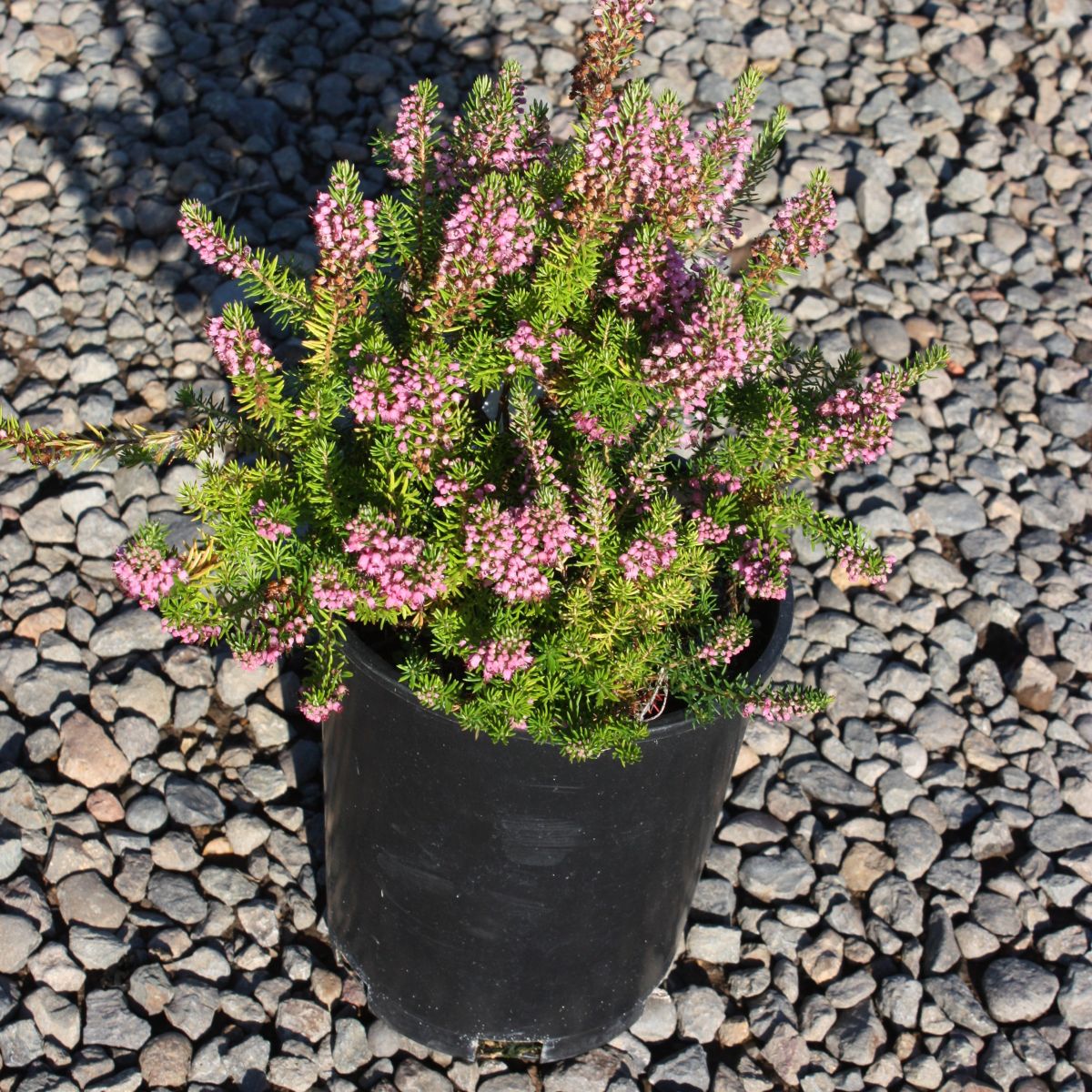 Erica vagans 'Mrs. D. F. Maxwell' (purple) (July-Sept.)
