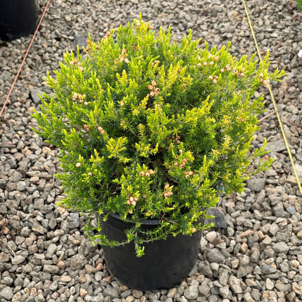Erica ca. 'Lime Soda' (lavender) (July-Sept.)