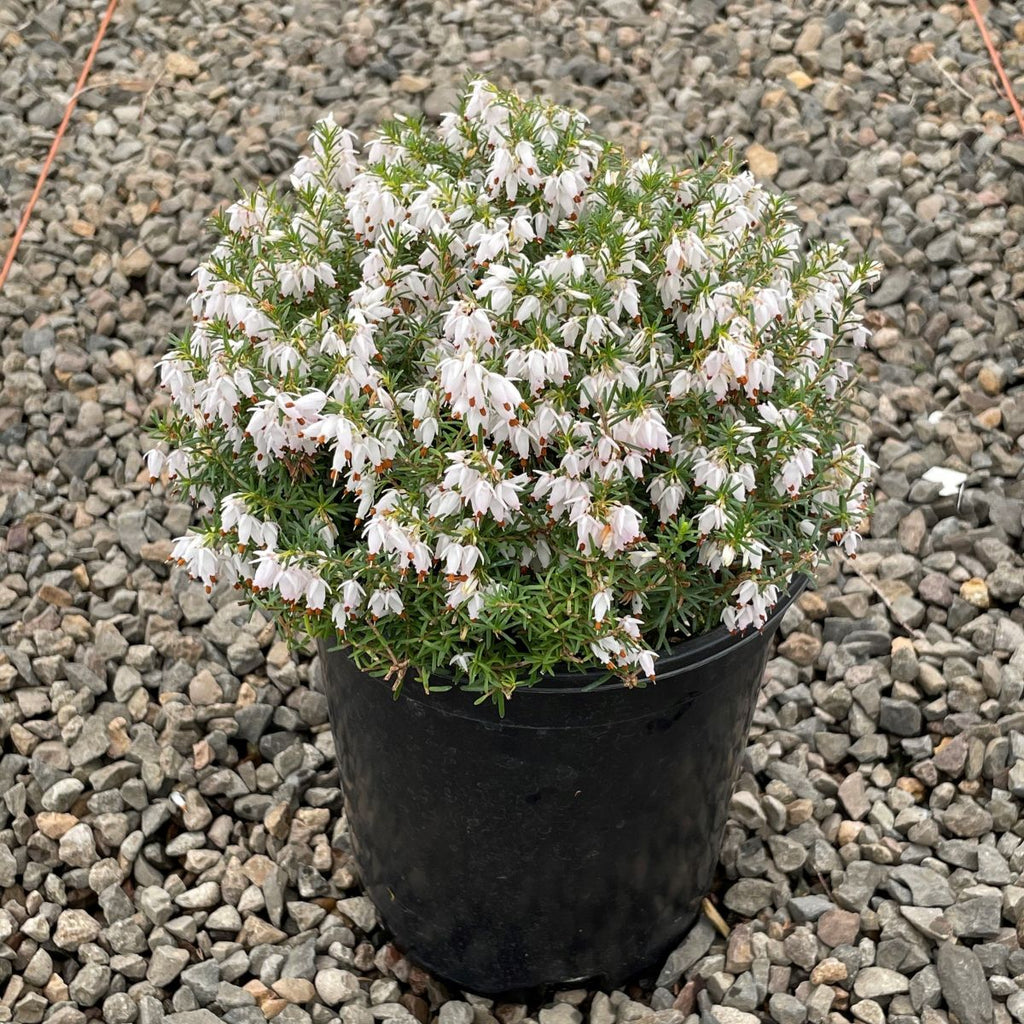 Erica ca. 'Springwood White' (white) (Jan.-Mar.)