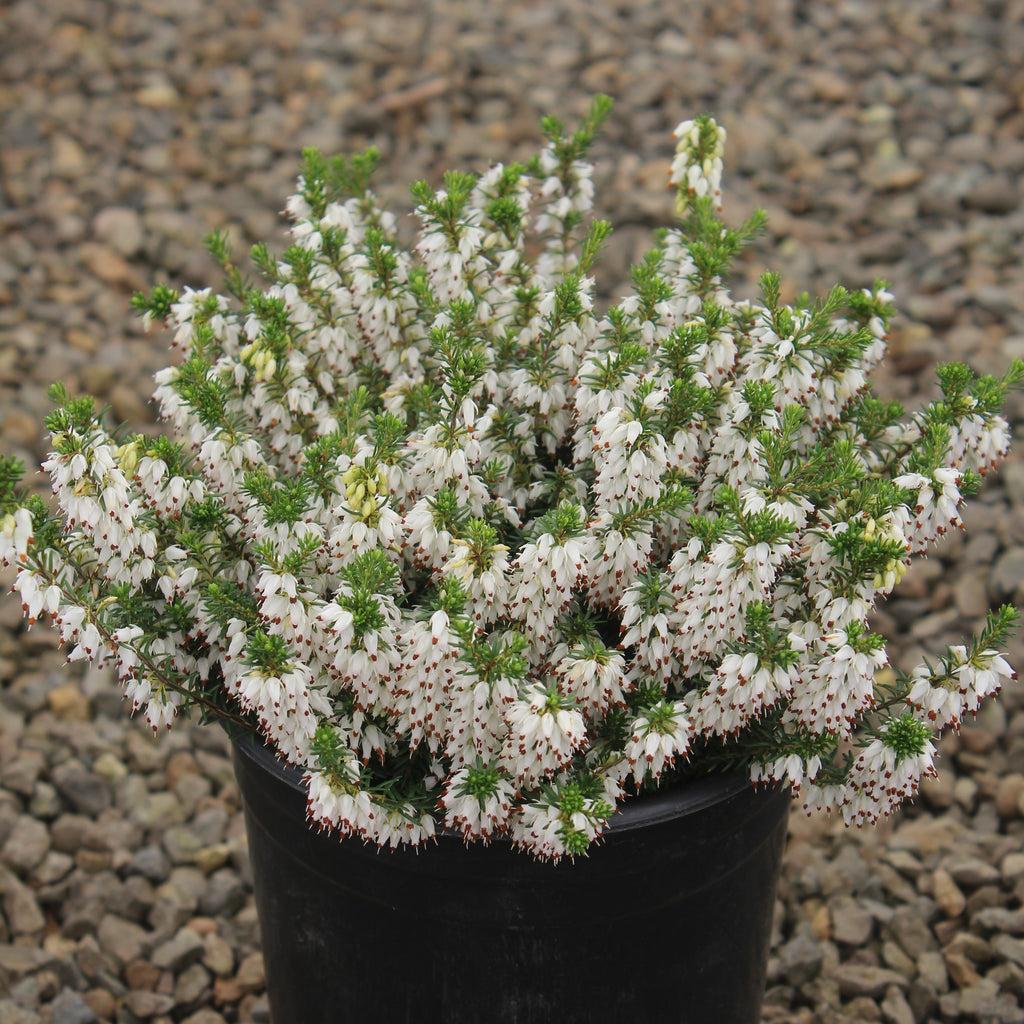Erica ca. 'Isabell' (white) (Jan.-Mar.)