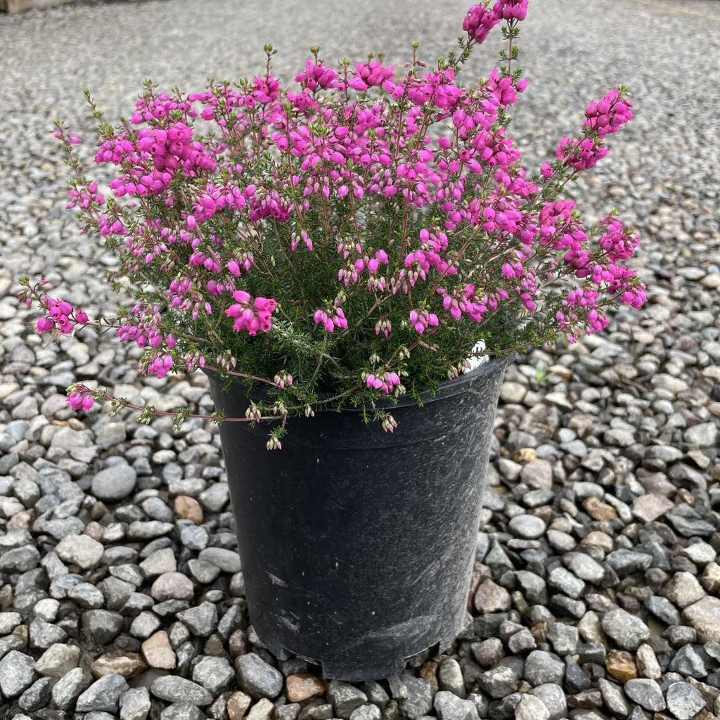 Erica ca. 'Neptune' (pink) (July-Sept.)