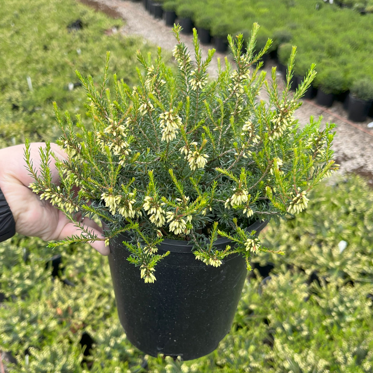 Erica ca. 'Saskia' (pink) (Jan.-Mar.)