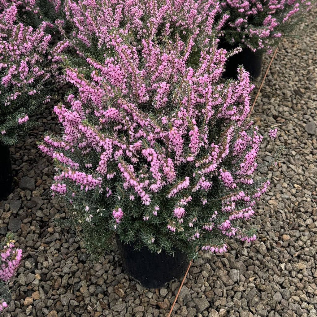 Erica ca. 'Springwood Pink' (pink) (Jan.-May)