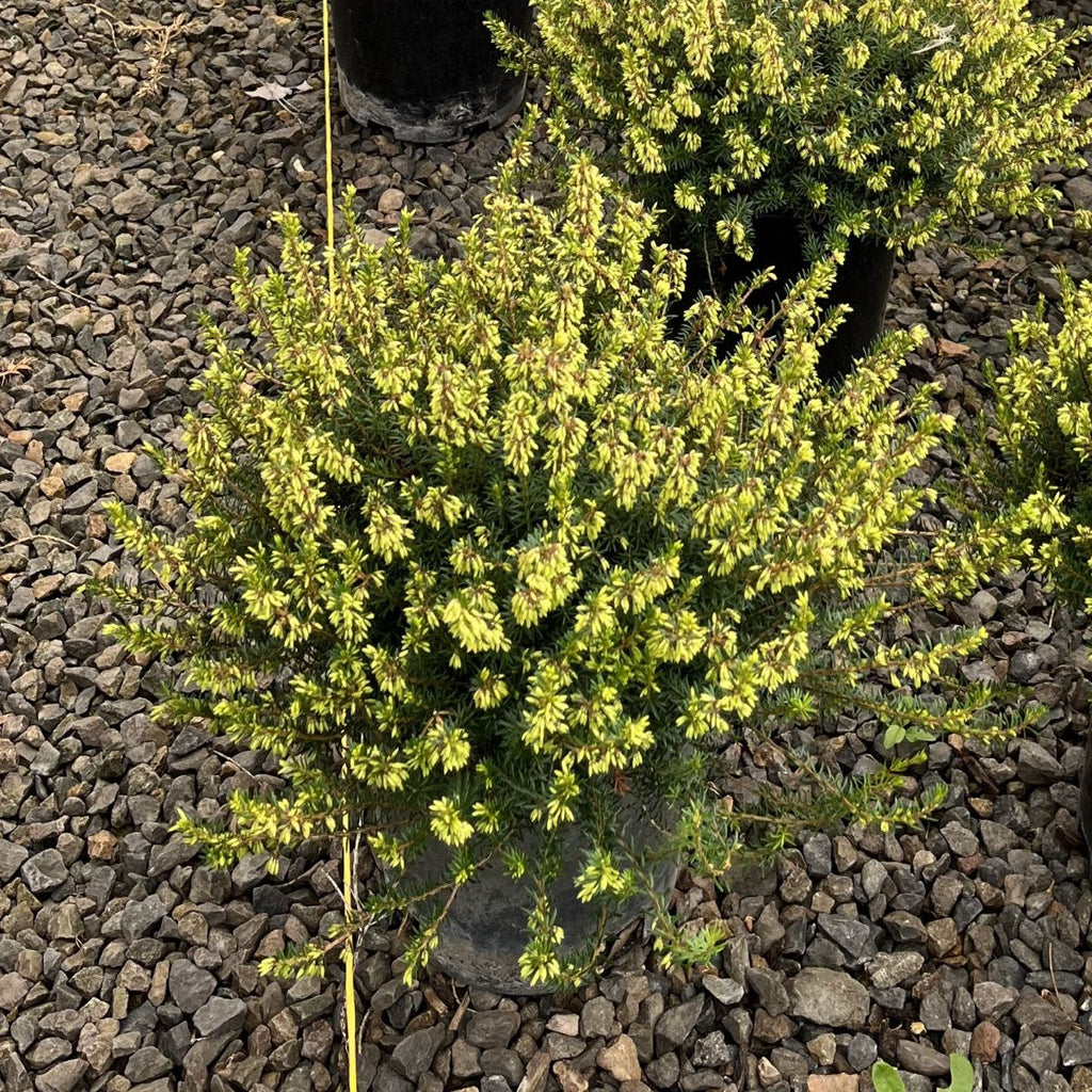 Erica ca. 'Wintersonne' (pink) (Feb.-May)