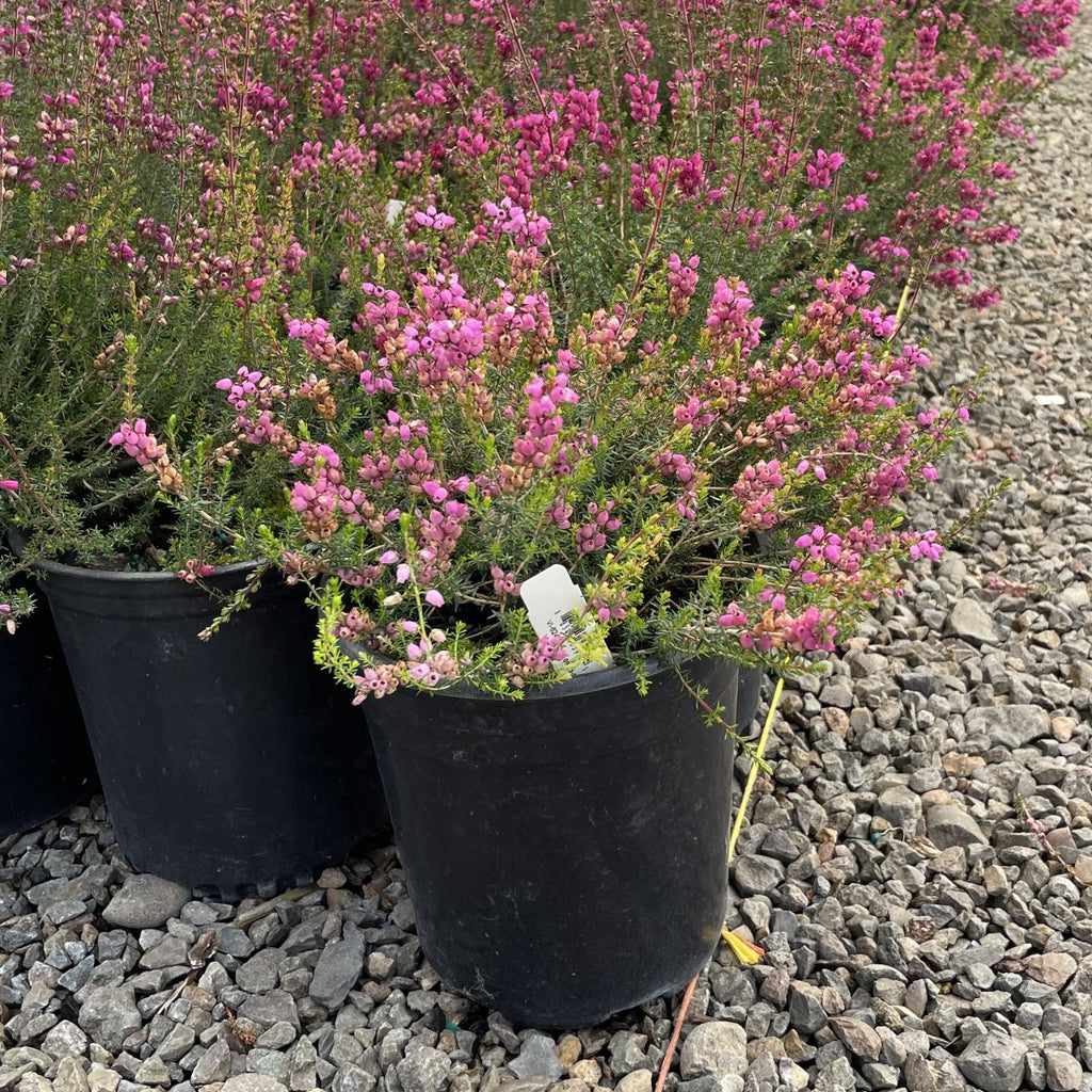 Erica ci. 'C. D. Eason' (red) (Jun.-Sept.)